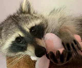 Sticker from Racoon's return (Marco[Lw])