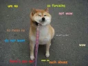 Sticker from Doge