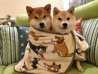 ☘ emoji Shiba inu | @M4eHDi Telegram sticker 11 of 34