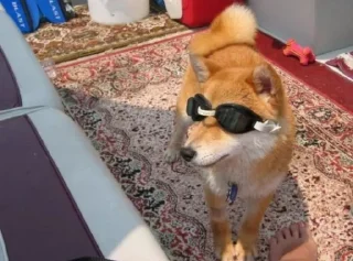😎 emoji Shiba Inu | @mohammadtot Telegram sticker 15 of 96