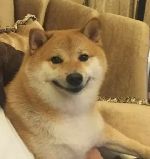 ☘ emoji Shiba inu | @M4eHDi Telegram sticker 15 of 34