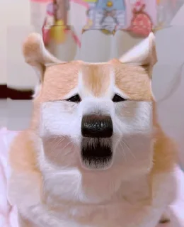 😐 emoji Shiba Inu | @mohammadtot Telegram sticker 11 of 96
