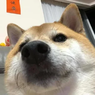 ☘ emoji Shiba inu | @M4eHDi Telegram sticker 10 of 34