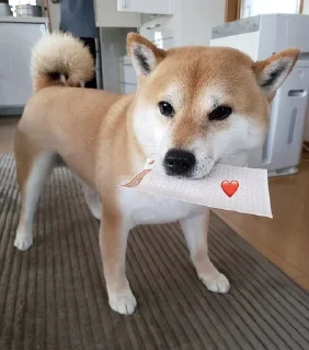 ❤️ emoji Shiba Inu | @mohammadtot Telegram sticker 19 of 96