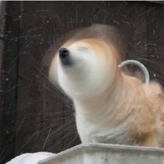🤯 emoji Shiba Inu | @mohammadtot Telegram sticker 12 of 96