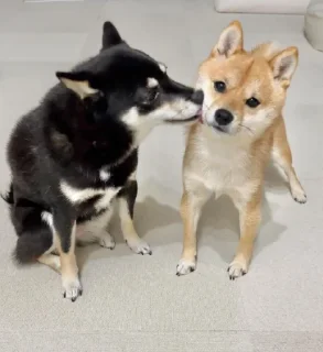 😘 emoji Shiba Inu | @mohammadtot Telegram sticker 20 of 96