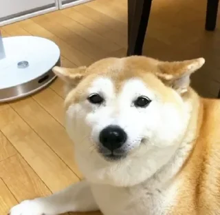 😐 emoji Shiba Inu | @mohammadtot Telegram sticker 6 of 96