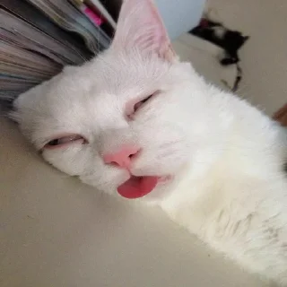😴 emoji Sad cat memes Telegram sticker 22 of 28