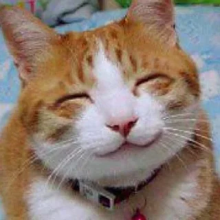 😊 emoji Sad cat memes Telegram sticker 21 of 28
