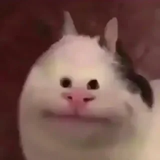 😑 emoji Sad cat memes Telegram sticker 15 of 28