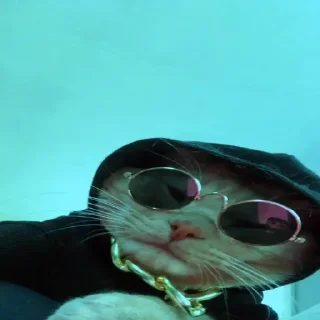 😎 emoji Sad cat memes Telegram sticker 17 of 28