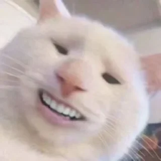 ☺ emoji Sad cat memes Telegram sticker 8 of 28