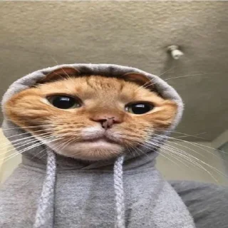 😶 emoji Sad cat memes Telegram sticker 19 of 28
