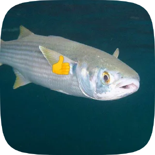 👍 emoji Fish Telegram sticker 17 of 20