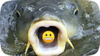 😬 emoji Fish Telegram sticker 15 of 20
