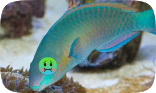 🤢 emoji Fish Telegram sticker 7 of 20