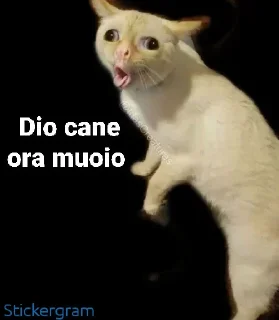 🐱 emoji BAN E DISAGIO Telegram sticker 17 of 69