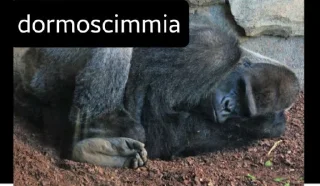 🐒 emoji Scimmie. - @Leoatomic Telegram sticker 6 of 16