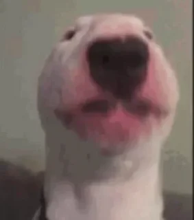 Sticker from Bull Terrier