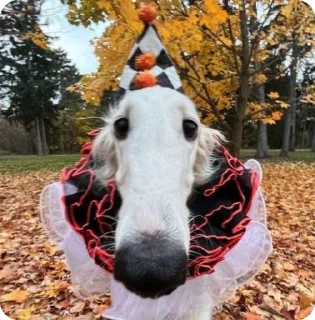 Sticker from BORZOI🥖