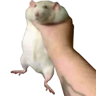 Sticker from Take this rat!