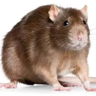 Sticker from Take this rat!