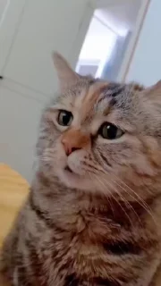 Sticker from Мемные котики