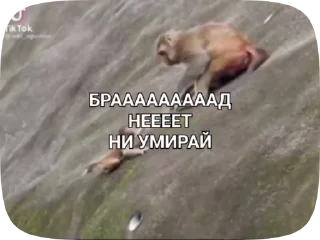 🦍 emoji Обезьянки поны 9 Telegram sticker 17 of 32