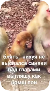 🦍 emoji Обезьянки поны 9 Telegram sticker 10 of 32