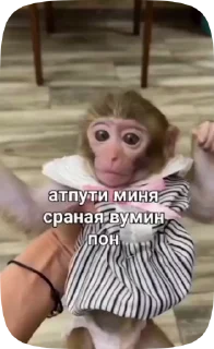 🦍 emoji Обезьянки поны 9 Telegram sticker 13 of 32