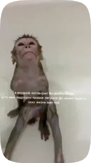 🦍 emoji Обезьянки поны 9 Telegram sticker 24 of 32