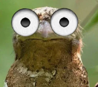 🪃 emoji Bird Telegram sticker 19 of 71
