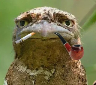Sticker from Bird