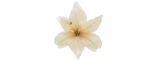 🌷 emoji ㅤㅤ 𝓉𝒾𝓃𝓃𝒾𝓉𝓊𝓈  ㅤㅤ @qill3o Telegram sticker 10 of 55