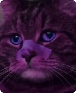 😑 emoji я просто котик | @frostake Telegram sticker 6 of 14