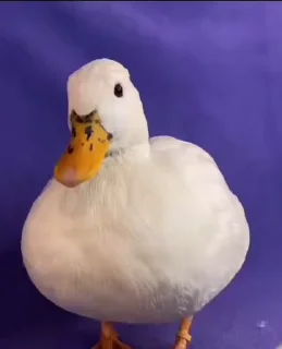🦢 emoji @Leoatomic • Sticker Video Telegram sticker 5 of 17
