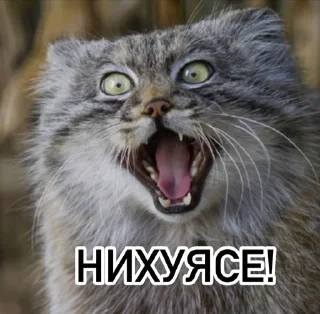 Sticker from Смешные манулы