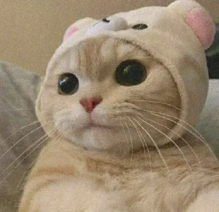 🐈 emoji Pishi 2 - @Stickerabad Telegram sticker 8 of 120
