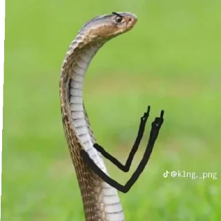 😄 emoji Snake pack Telegram sticker 5 of 9