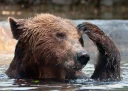 Sticker from Bears