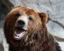 Sticker from Bears