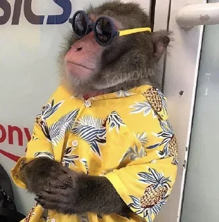 😎 emoji Monke Telegram sticker 6 of 57
