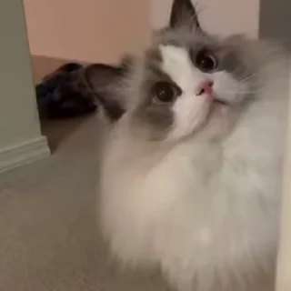 😨 emoji 𓆩꯭𝅃꯭𝅥᳚‌꯭𝆬‌हिन्दू🍃➤⃟≛⃝ 𝙈𝘼𝙎𝙊𝙊𝙈𐏓꯭ ᷞ ͦ͢ ͮ ͤ✿્᭄͜͡🍷𓆩᪵🤍𓆪̥ — @stckrRobot Telegram sticker 6 of 50