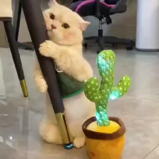 😻 emoji 𓆩꯭𝅃꯭𝅥᳚‌꯭𝆬‌हिन्दू🍃➤⃟≛⃝ 𝙈𝘼𝙎𝙊𝙊𝙈𐏓꯭ ᷞ ͦ͢ ͮ ͤ✿્᭄͜͡🍷𓆩᪵🤍𓆪̥ — @stckrRobot Telegram sticker 8 of 50