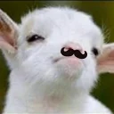 Sticker from Goat