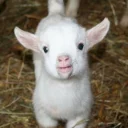 Sticker from Goat