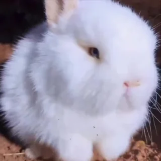 🐰 emoji ☾︎⋆  𝘭𝘪𝘵𝘵𝘭𝘦 𝘣𝘶𝘯𝘯𝘺 ᎓‌ @saloviyapack Telegram sticker 23 of 50