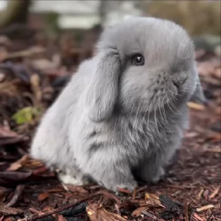 🐰 emoji ☾︎⋆  𝘭𝘪𝘵𝘵𝘭𝘦 𝘣𝘶𝘯𝘯𝘺 ᎓‌ @saloviyapack Telegram sticker 21 of 50