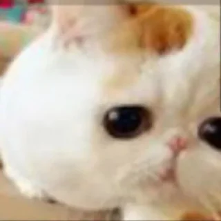 🐈 emoji бог смерти Telegram sticker 13 of 33