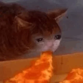 😢 emoji Sad cat @sticker_memes Telegram sticker 14 of 26